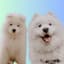 leroy_and_sully_samoyeds