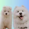 leroy_and_sully_samoyeds